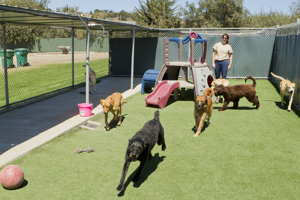Happy dog training session